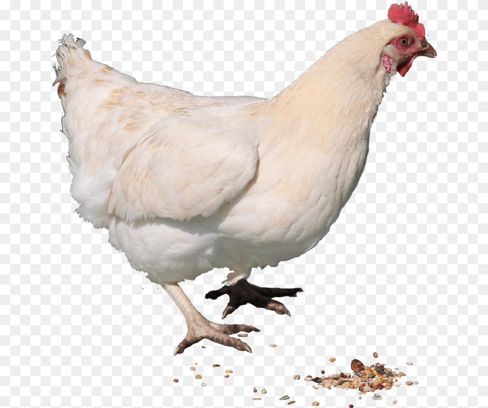 White Chicken Image Hen Chicken, Animal, Bird, Fowl, Poultry Free Png Download