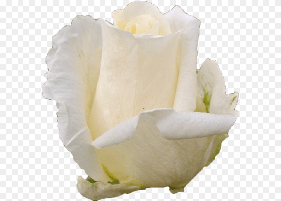 White Chocolate White Rose Fresh, Flower, Petal, Plant Png