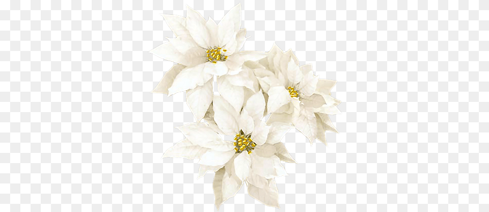 White Christmas Flowers, Anther, Dahlia, Flower, Plant Free Png Download
