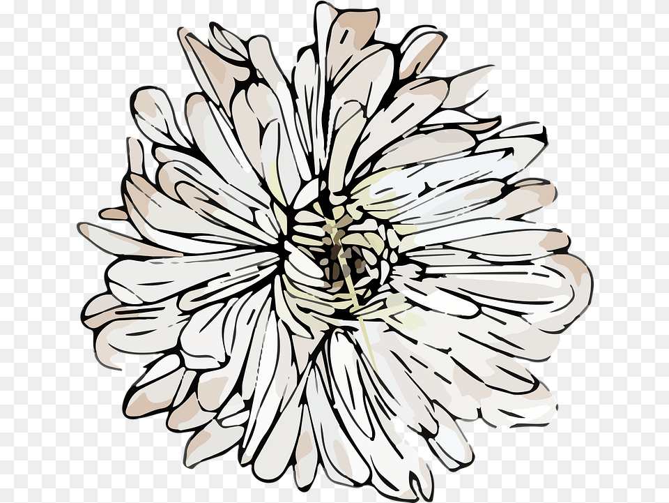White Chrysanthemum Flower, Daisy, Plant, Dahlia, Art Free Transparent Png
