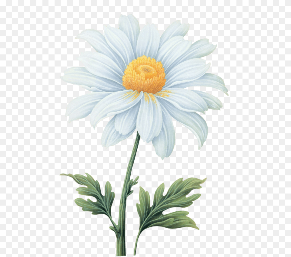 White Chrysanthemum Flower Absolute Daisy Flower Watercolor, Plant, Anther, Petal Png Image