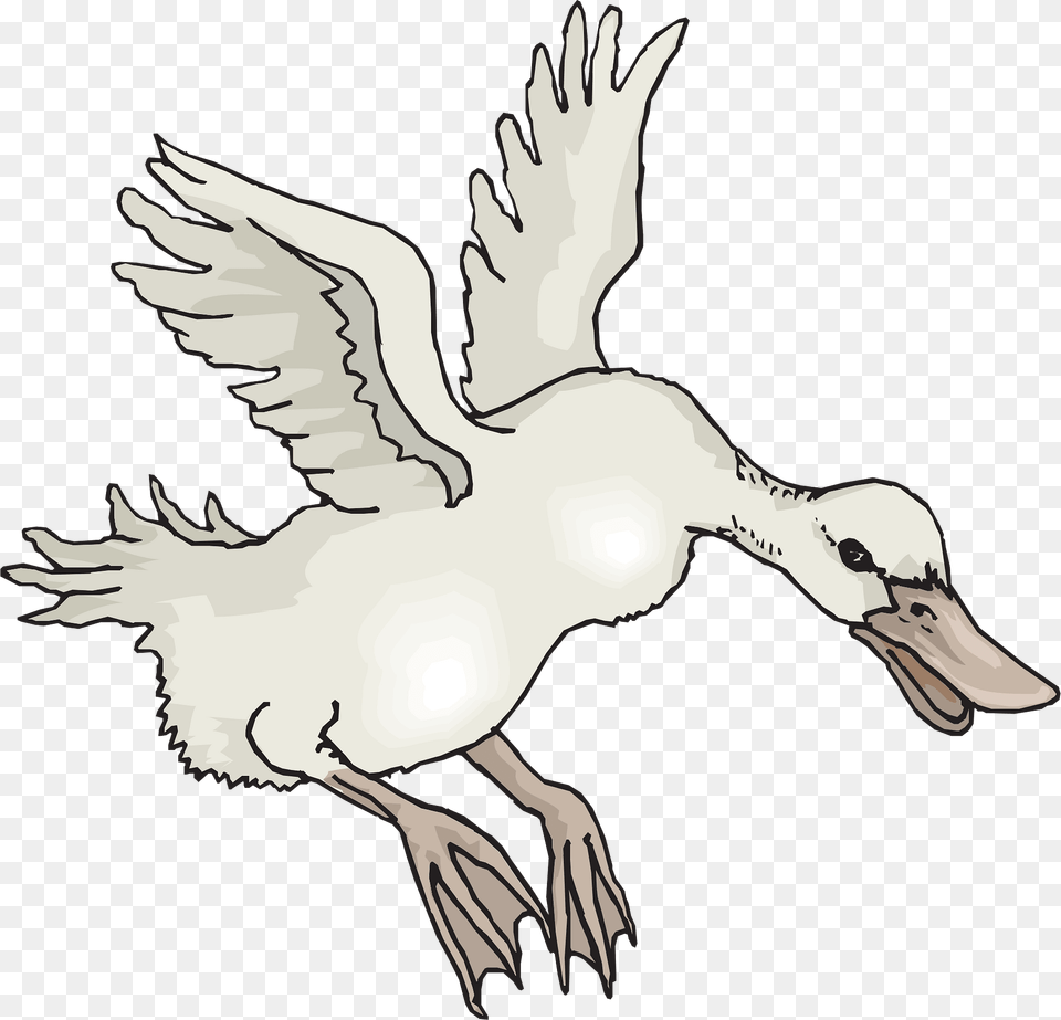 White Clipart, Animal, Anseriformes, Bird, Waterfowl Png