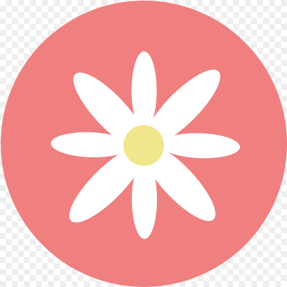 White Clipart, Daisy, Flower, Plant, Petal Free Png