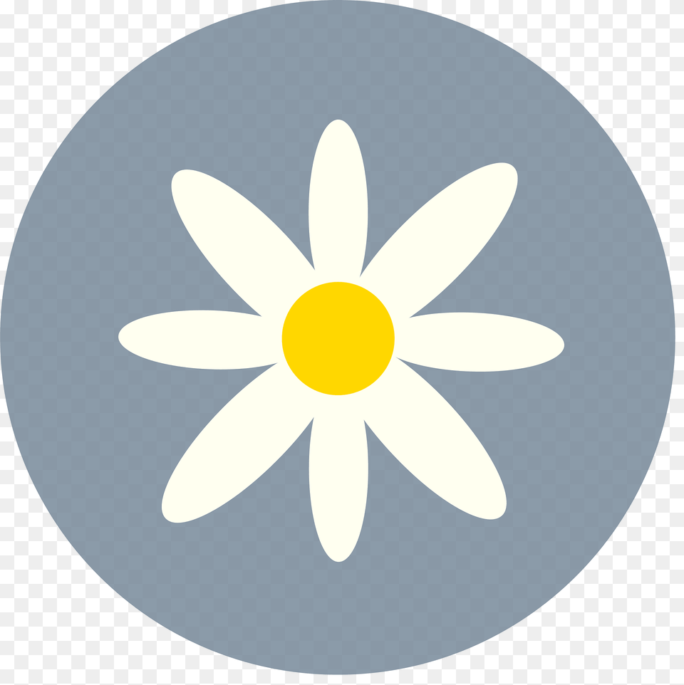 White Clipart, Anemone, Plant, Flower, Daisy Png