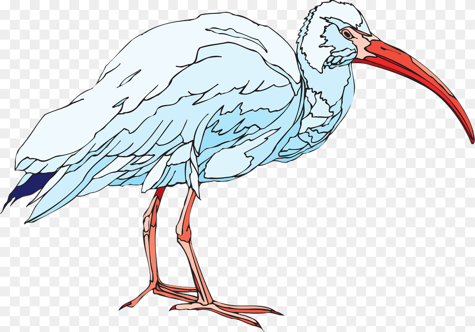 White Clipart, Animal, Beak, Bird, Stork Png Image
