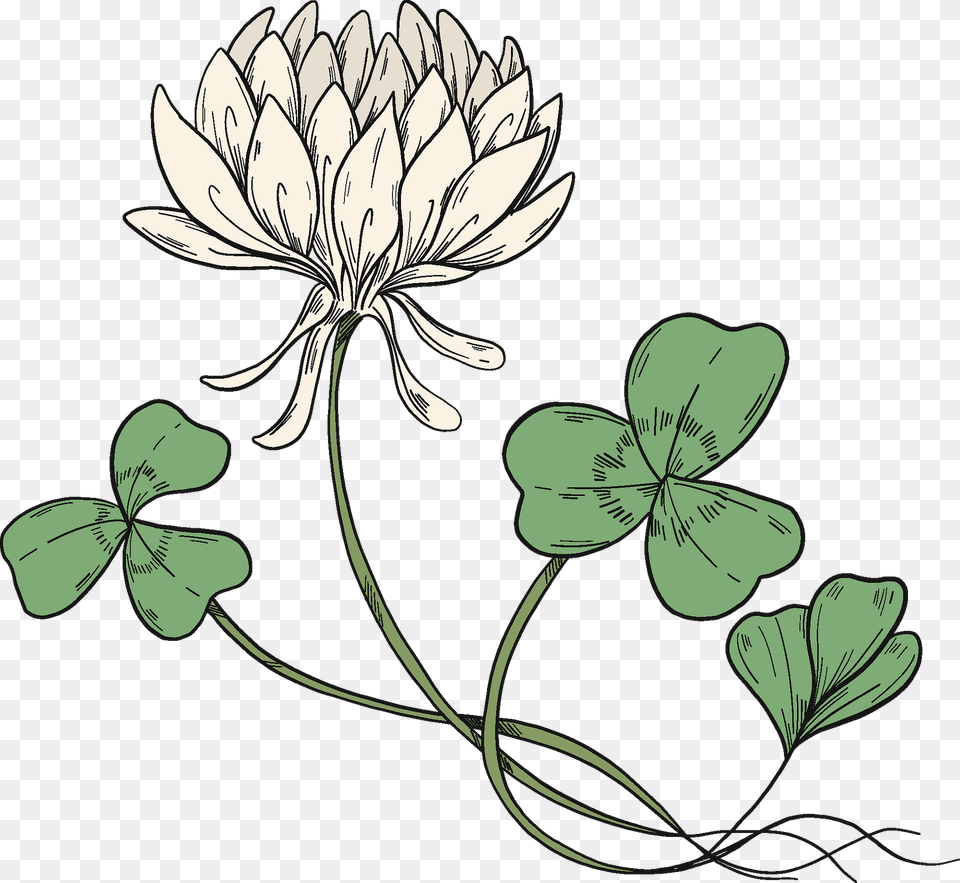 White Clover Clipart, Art, Leaf, Plant, Floral Design Png
