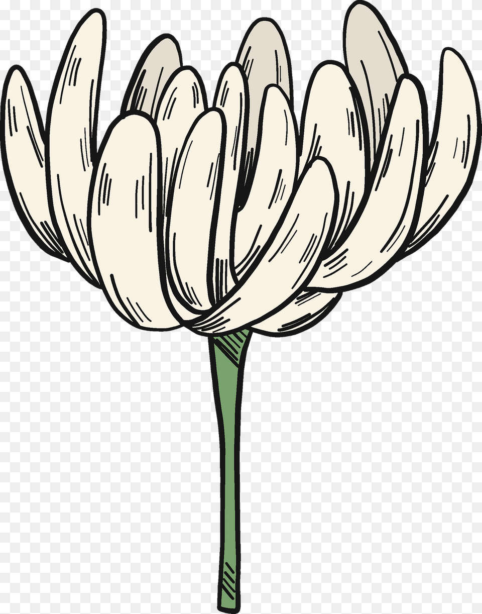White Clover Flower Clipart, Art, Daisy, Plant, Drawing Free Png