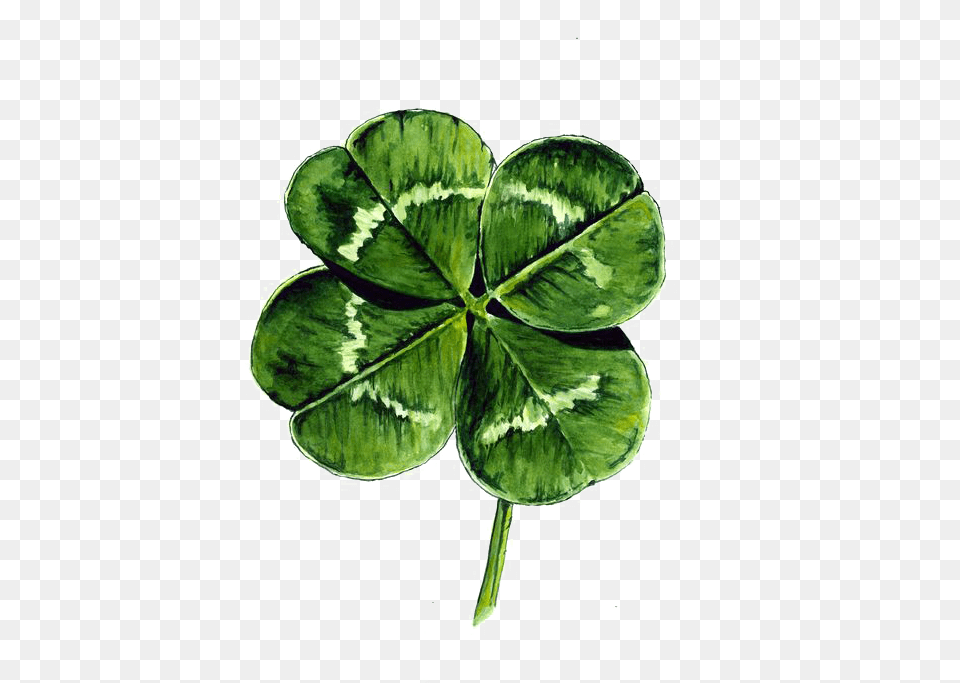 White Clover Four Leaf Clover Watercolor Painting Drawing Four Leaf Clover Watercolour, Plant Png