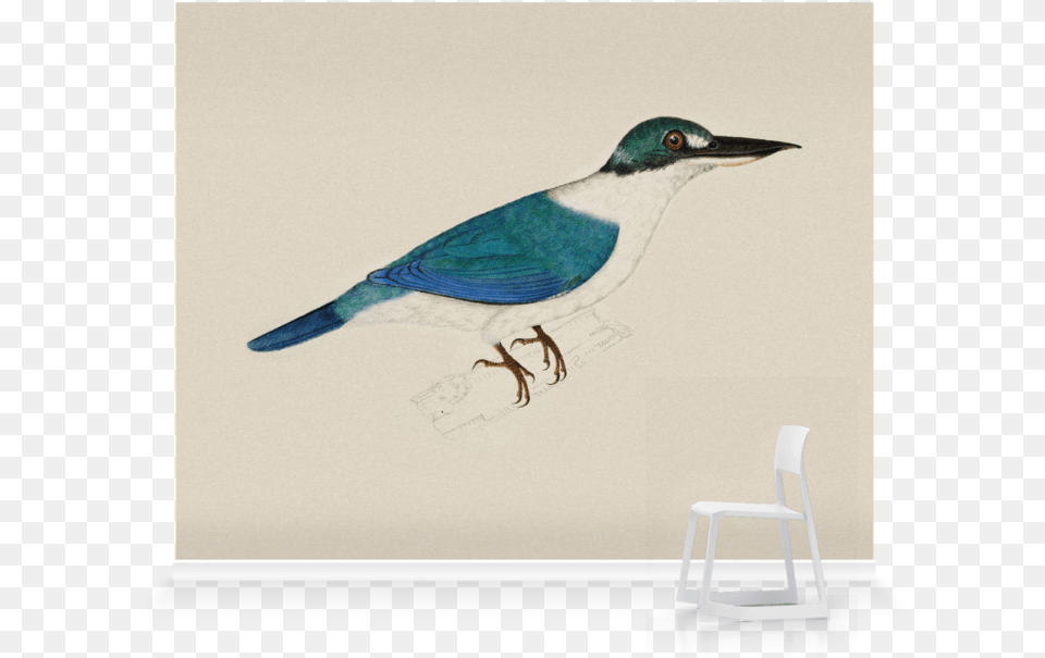 White Collared Kingfisher Sketch, Chair, Furniture, Animal, Bird Free Transparent Png