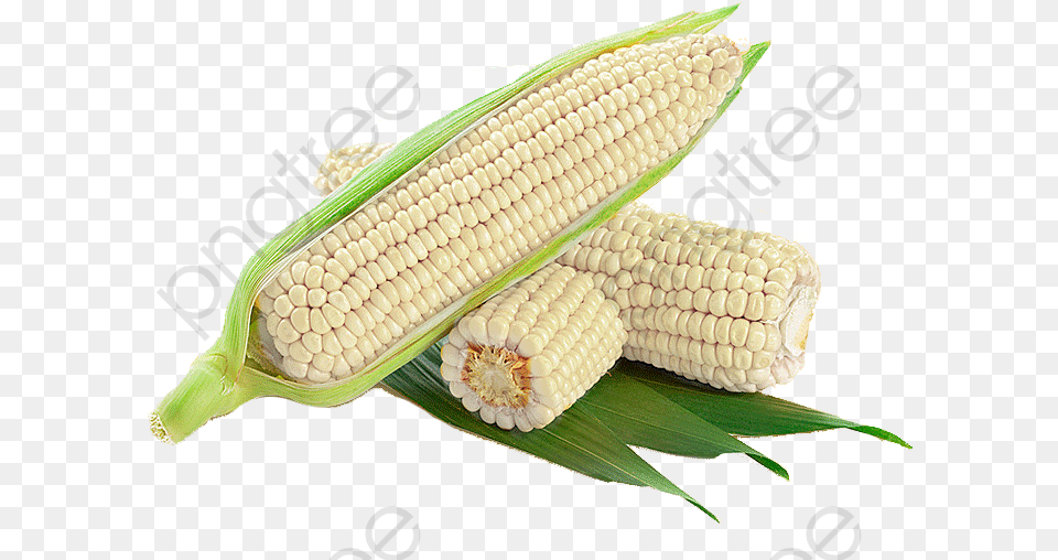 White Corn Cob Clipart White Corn, Food, Grain, Plant, Produce Free Png Download