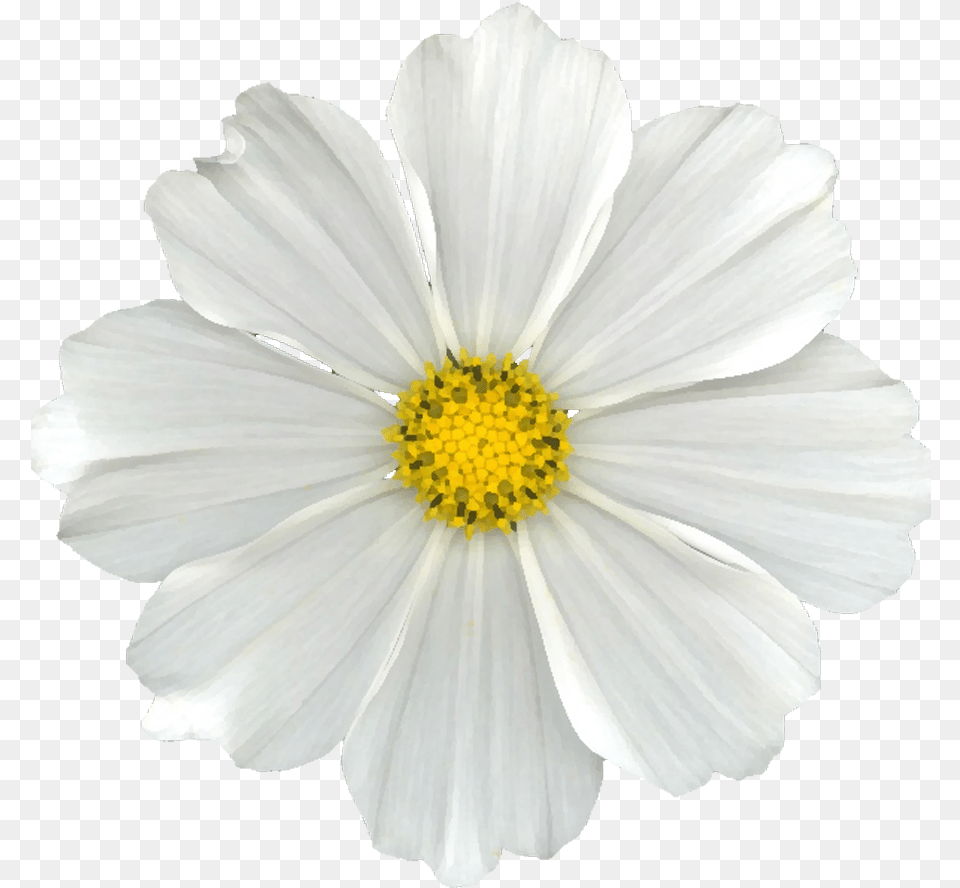 White Cosmos Flower, Anther, Daisy, Petal, Plant Png Image