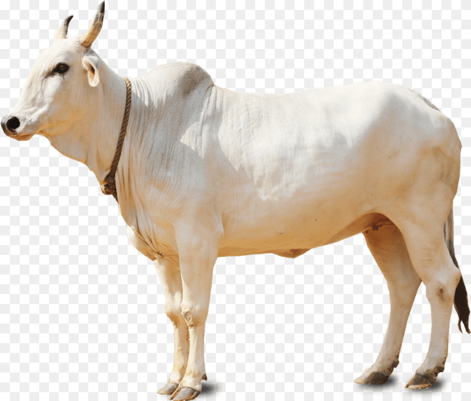 White Cow, Animal, Bull, Cattle, Livestock Free Png