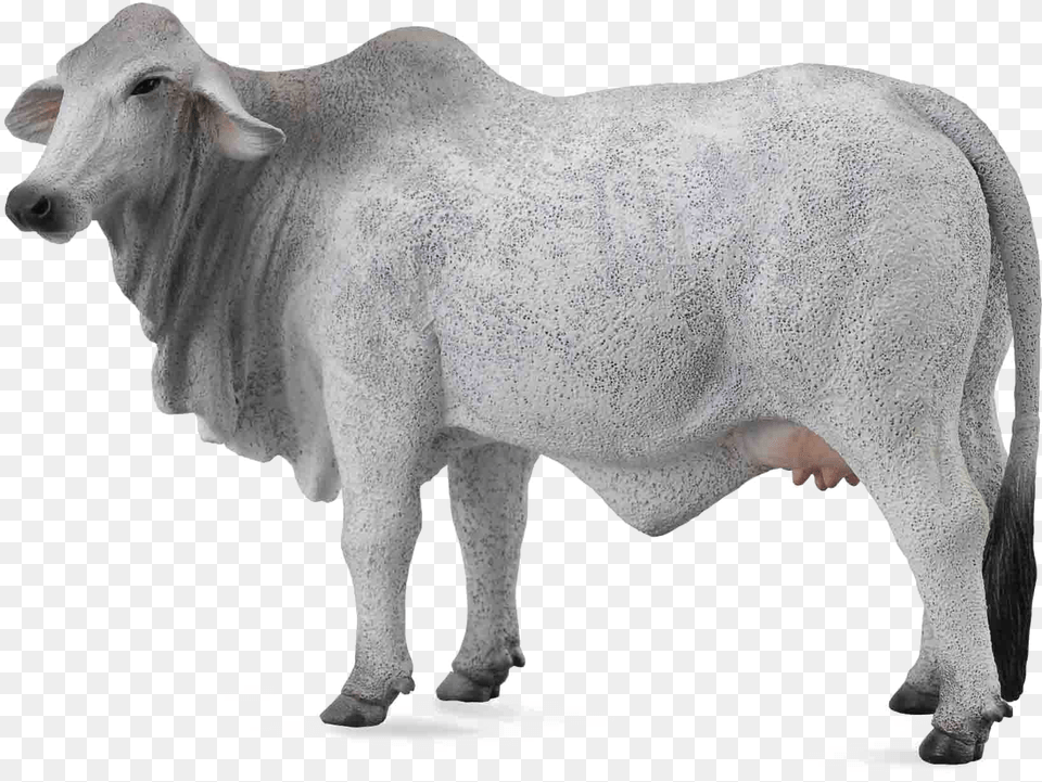 White Cow Image Background Collecta Brahma Cow, Animal, Bull, Cattle, Livestock Png