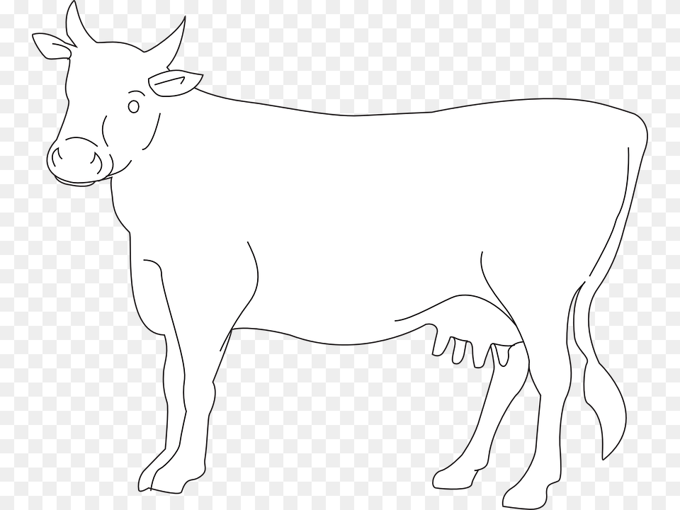 White Cow Photo Arts, Livestock, Animal, Cattle, Mammal Png