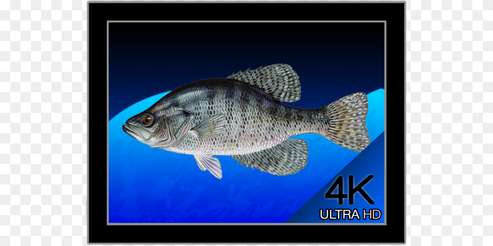 White Crappie, Animal, Fish, Sea Life, Perch Free Png