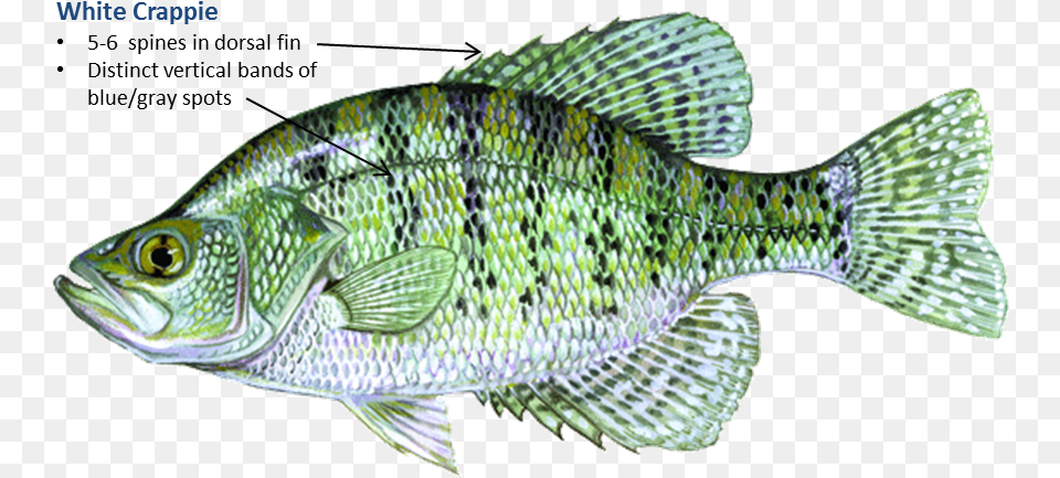 White Crappie, Animal, Fish, Perch, Sea Life Png