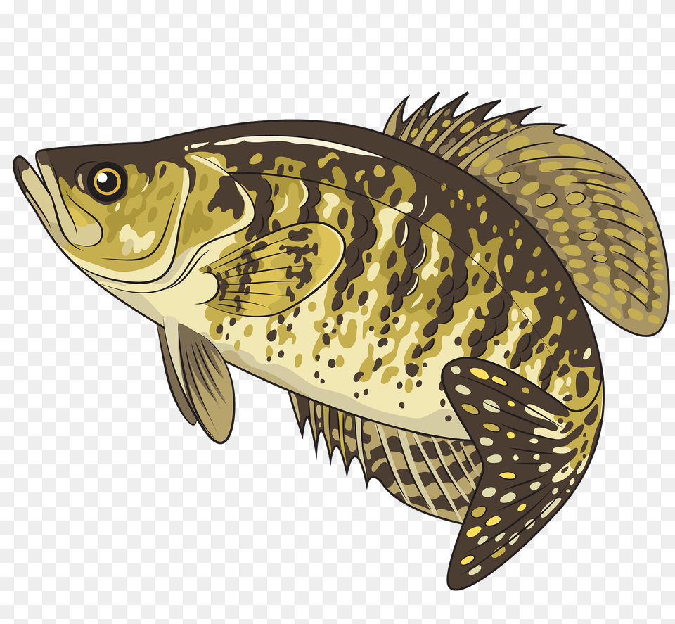 White Crappie Clipart, Animal, Fish, Sea Life, Perch Png Image