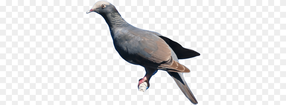 White Crowned Pigeon Rock Dove, Animal, Bird Png