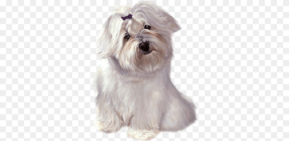 White Cute Puppy With Ribbon Clipart Cute Gifs Of Clipart Puppies, Animal, Canine, Dog, Mammal Png Image