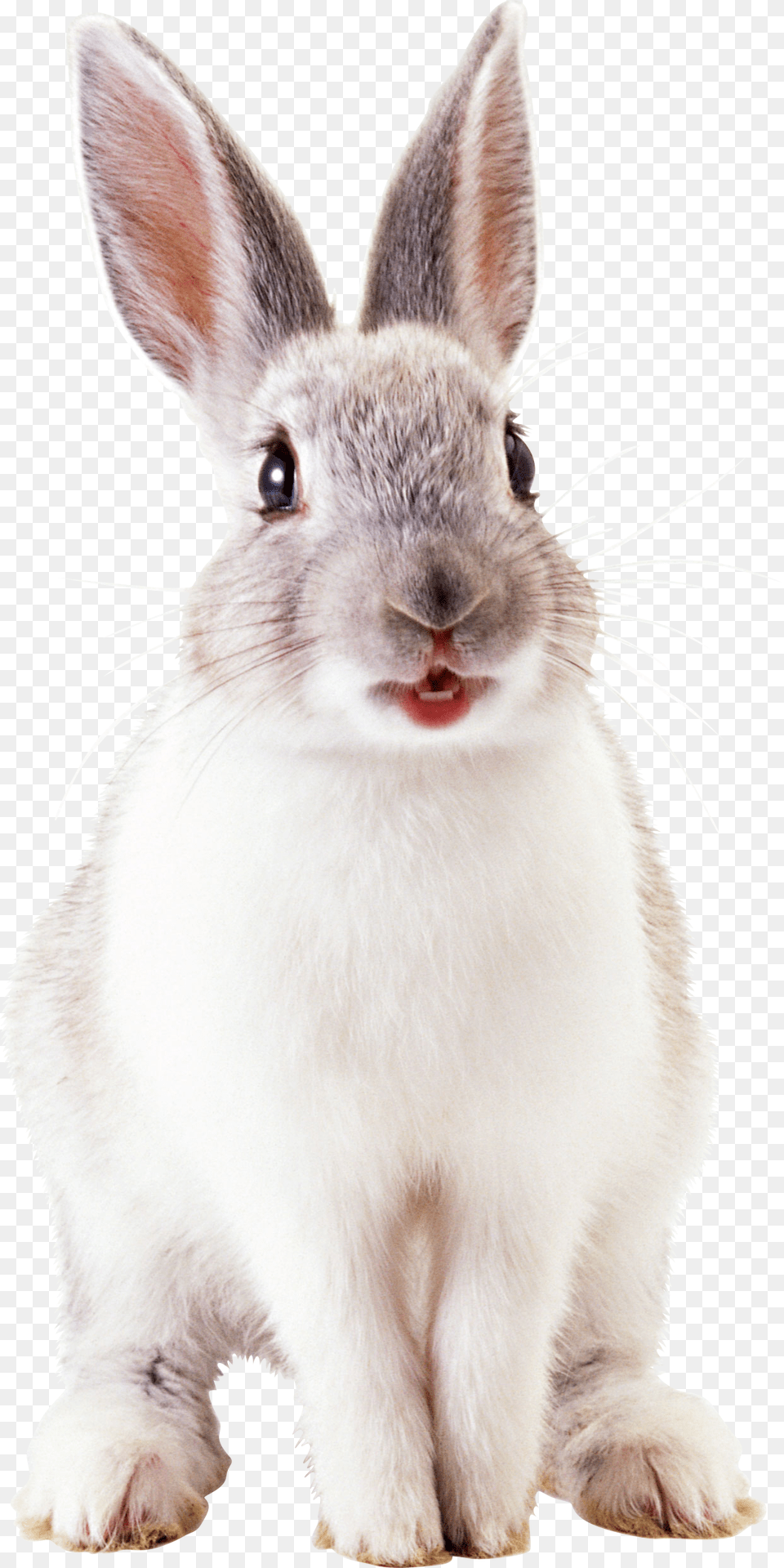 White Cute Rabbit Image Animals, Animal, Mammal, Cat, Hare Free Png Download