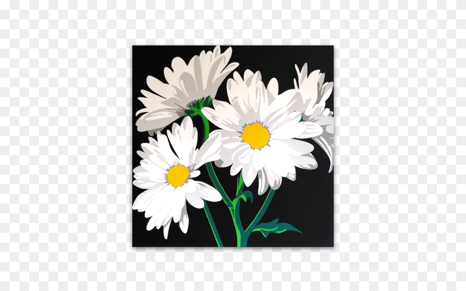 White Daisies Canvas River, Daisy, Flower, Plant Free Png Download