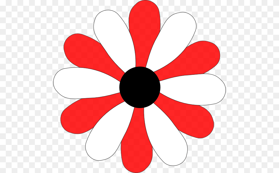 White Daisy, Flower, Plant, Anemone, Appliance Free Png