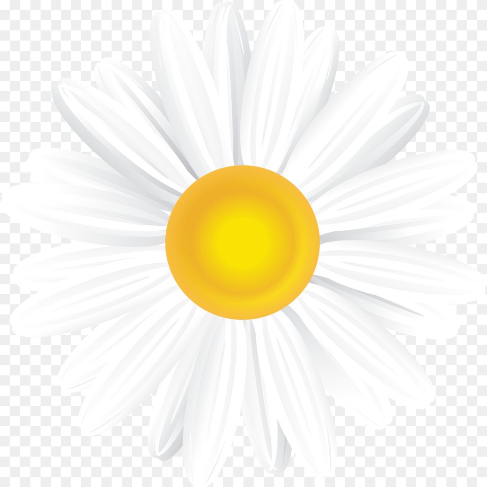 White Daisy, Flower, Plant, Chandelier, Lamp Free Png Download