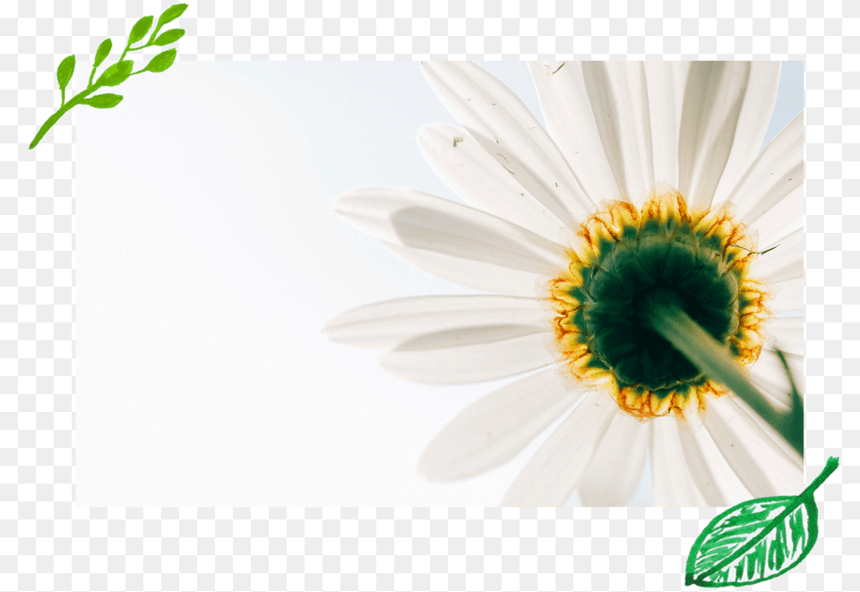 White Daisy, Flower, Plant, Pollen, Petal Free Png