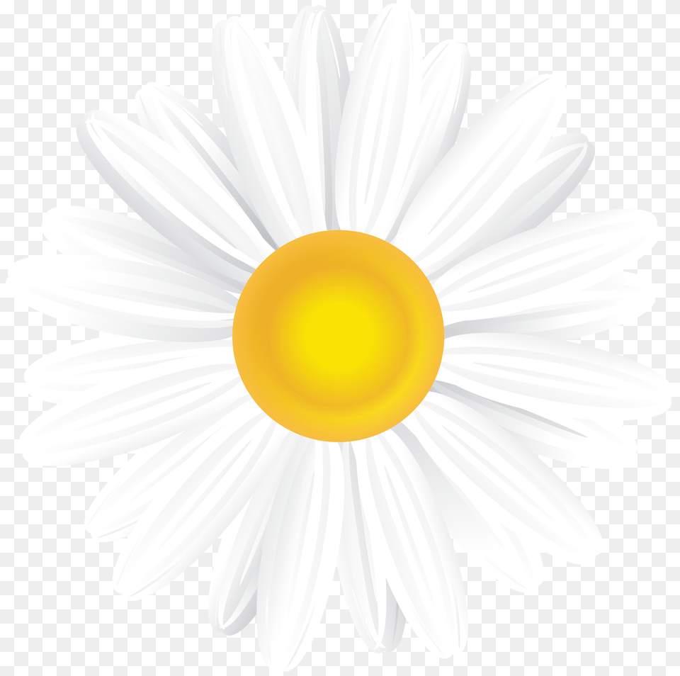 White Daisy Clip Art, Flower, Plant, Anemone, Chandelier Png Image