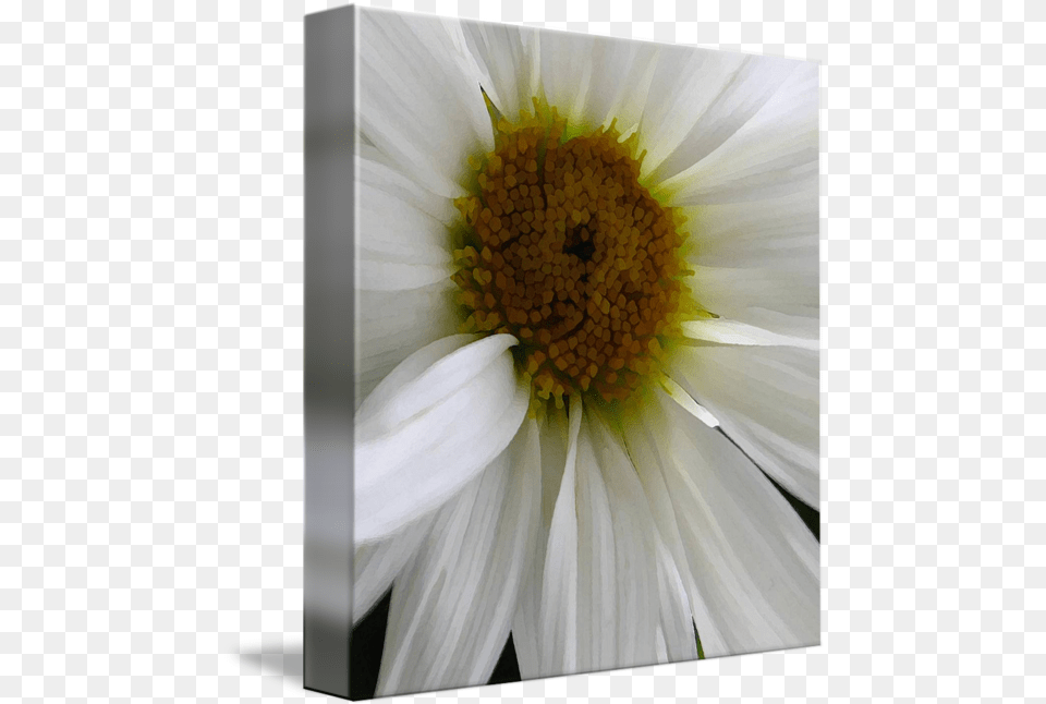 White Daisy Close Up By Debbie Vinci Lovely, Flower, Petal, Plant, Pollen Free Transparent Png