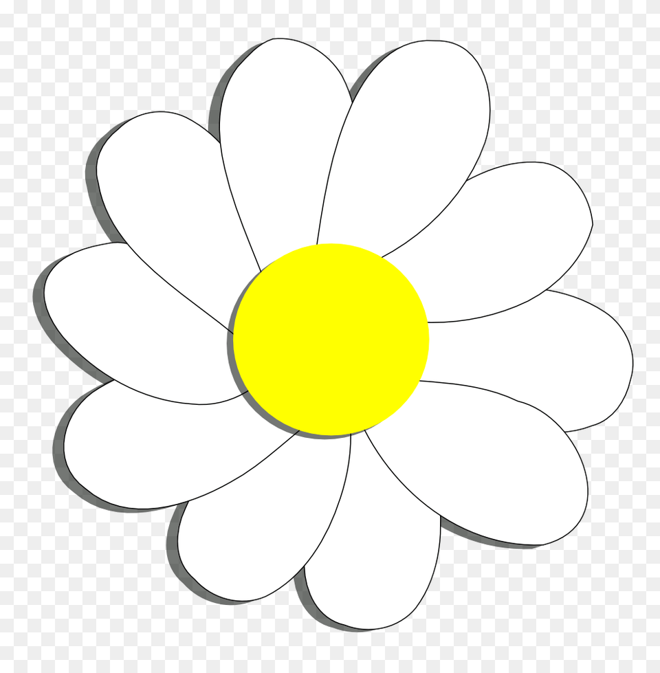 White Daisy Flower Clipart All About Clipart, Anemone, Petal, Plant, Chandelier Free Png Download