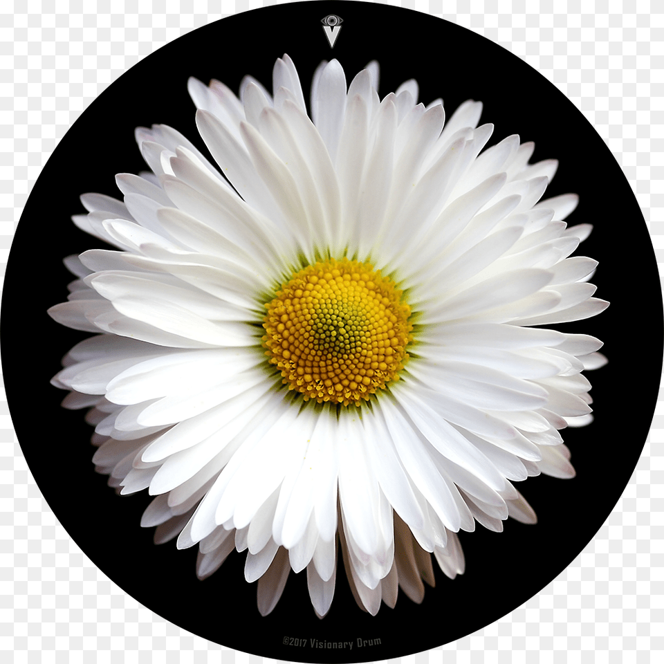 White Daisy Flower Drum Skin For Bass Snare And Tom Daisy Flower, Plant, Petal, Anemone Free Transparent Png
