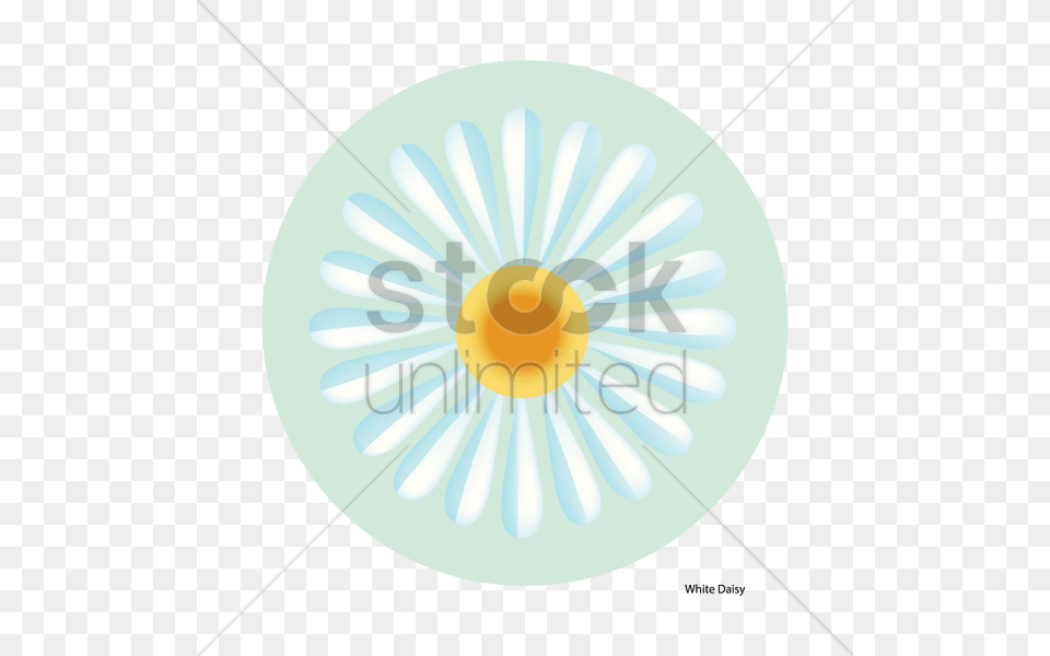 White Daisy Flower Vector, Plant Png