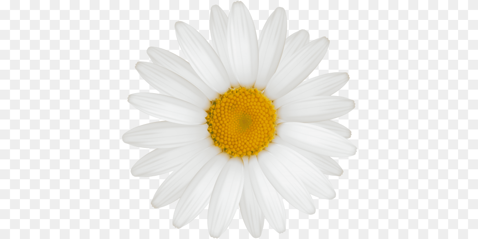 White Daisy Images Vlachs In Serbia Flag, Flower, Plant, Petal, Anemone Free Png Download