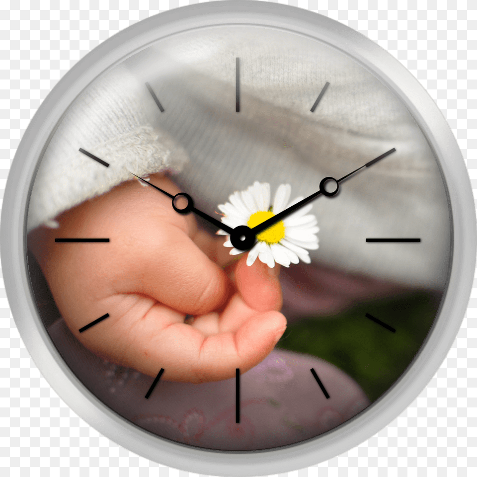 White Daisy In Baby Hand Wall Clock, Body Part, Finger, Person, Analog Clock Free Transparent Png