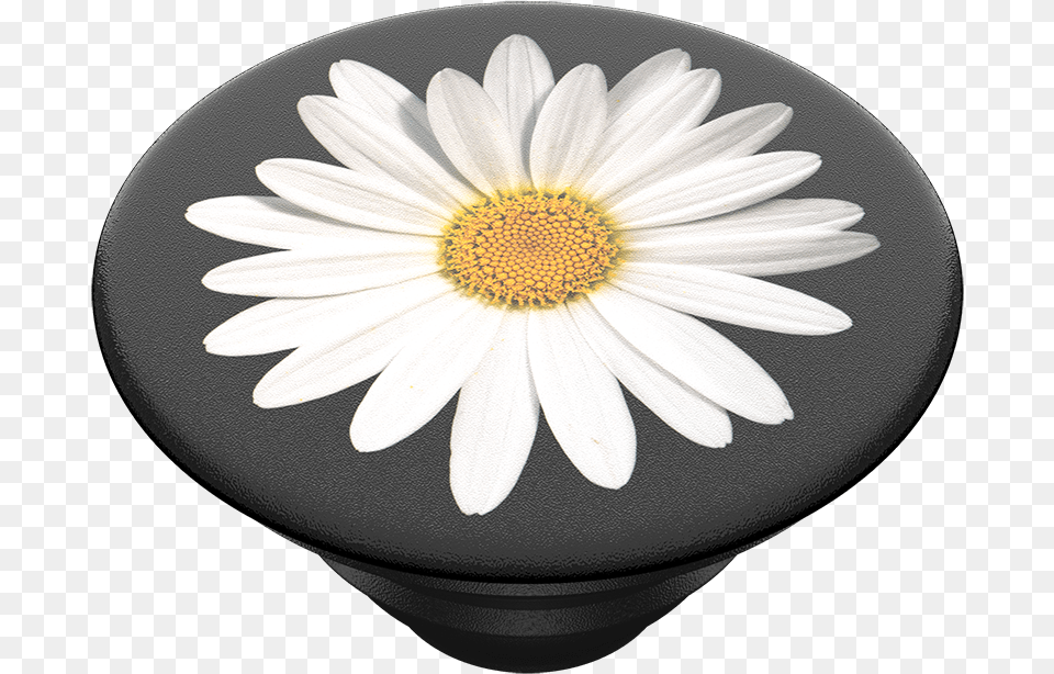White Daisy Palace, Flower, Plant, Petal, Anemone Free Png