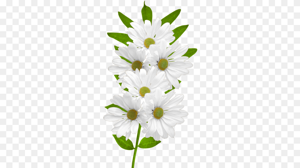 White Daisy Picture White Daisy Flower Clipart, Petal, Plant, Anemone Free Png Download