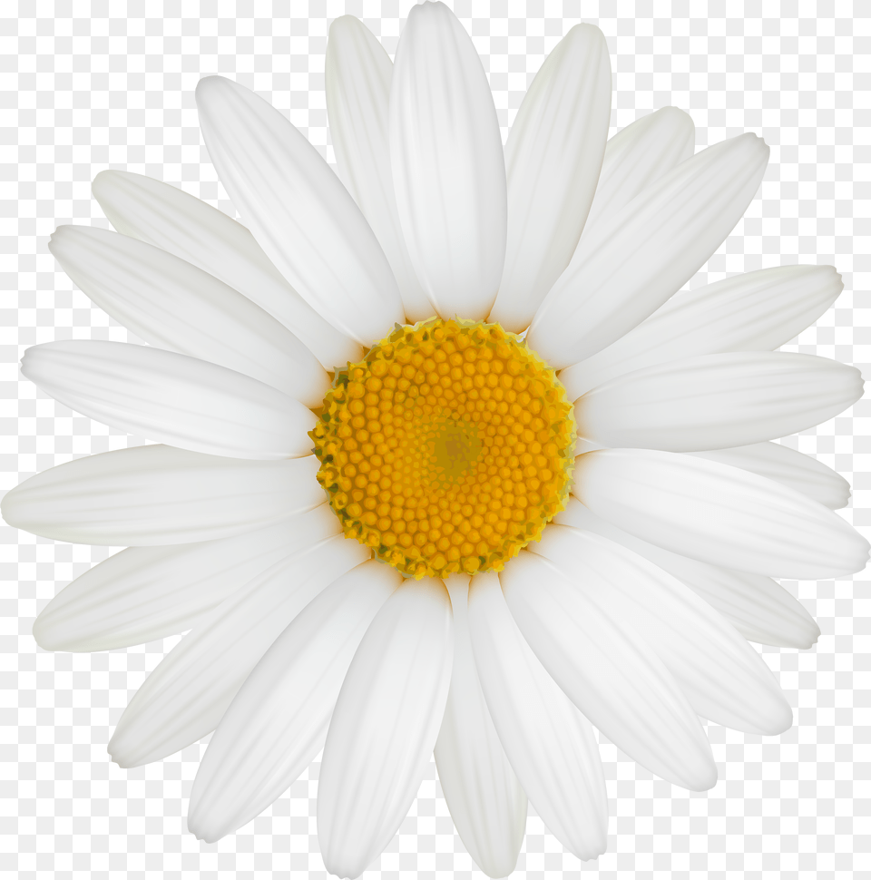 White Daisy Pictures Great Gatsby Daisy Flower, Plant, Petal, Appliance, Ceiling Fan Png