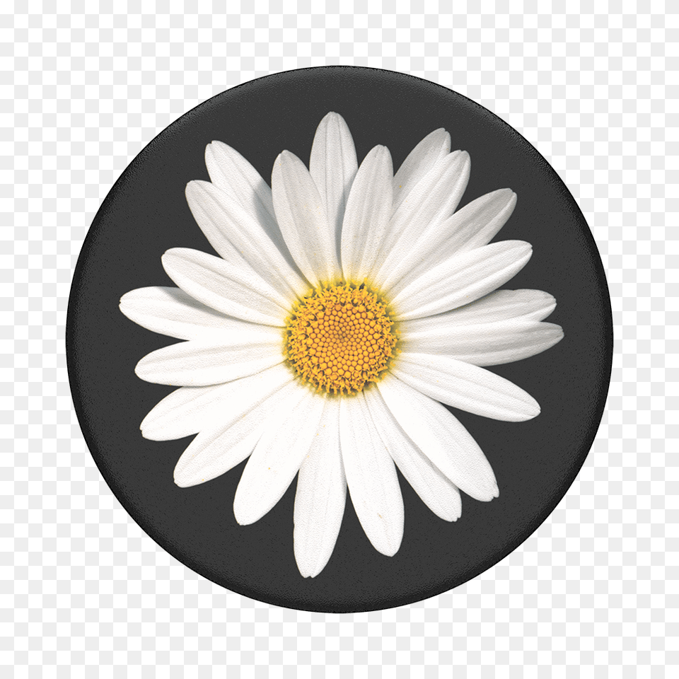 White Daisy Popsockets Popgrip, Flower, Plant, Petal, Plate Png Image