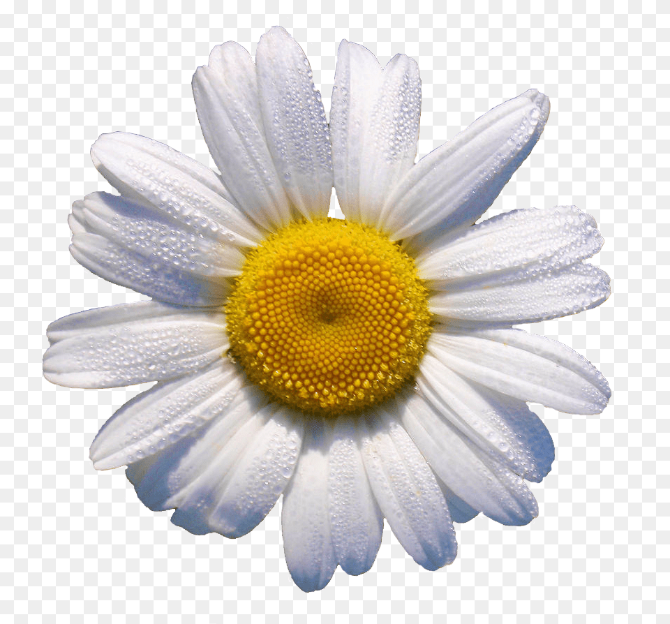 White Daisy This Would Look Grrr88 In A Flower Crown Daisy Plant, Petal, Anemone Free Transparent Png