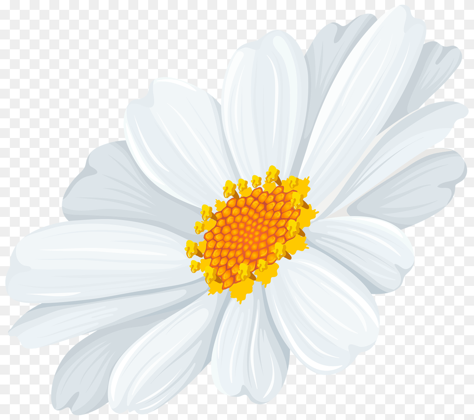 White Daisy Transparent Clip Art, Anther, Flower, Plant, Anemone Png