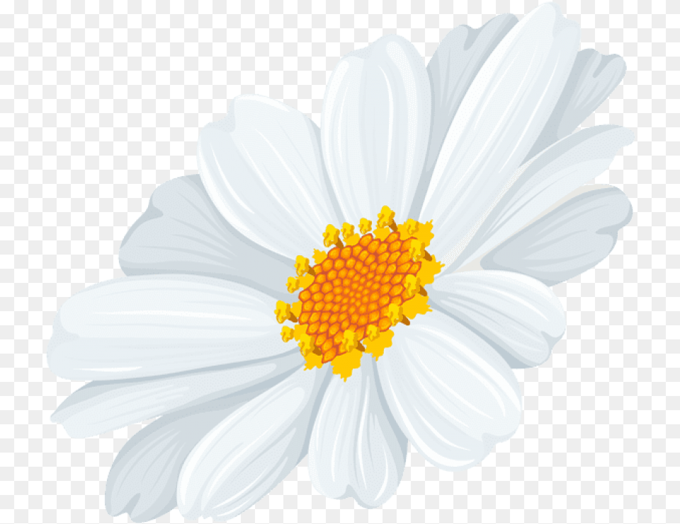 White Daisy Images Anther, Flower, Plant, Anemone Free Transparent Png