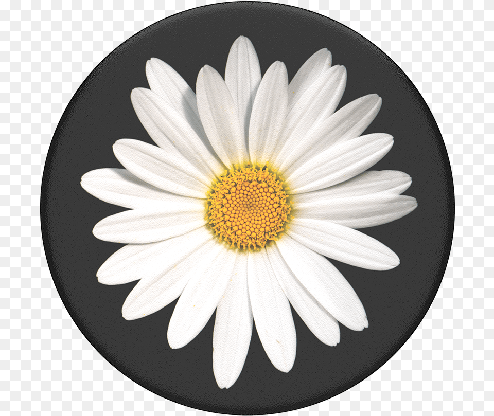 White Daisy White Daisy, Flower, Plant, Petal, Anemone Free Png Download