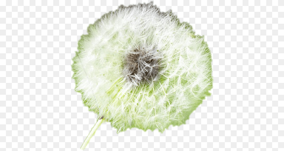 White Dandelion Background Play Allergy, Flower, Plant Free Png Download