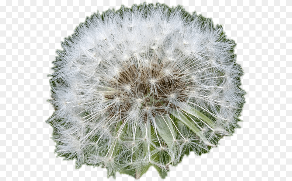 White Dandelion Transparent File Dandelion, Flower, Plant Png Image