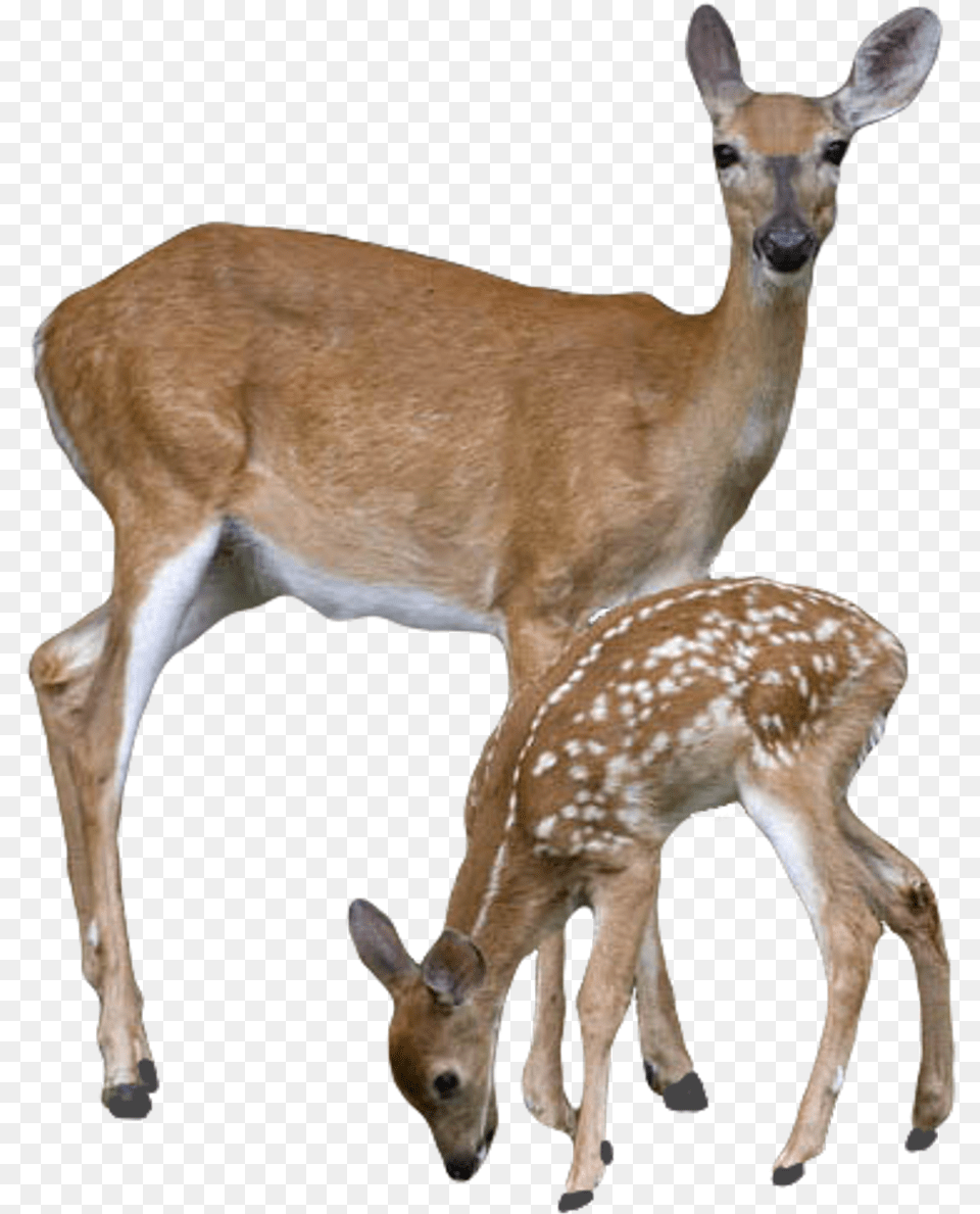 White Deers, Animal, Deer, Mammal, Wildlife Png
