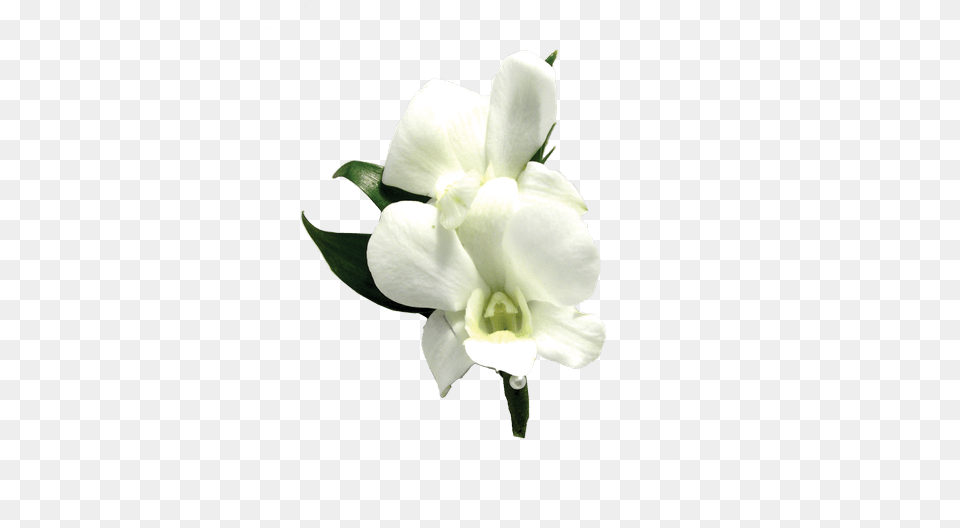 White Dendrobium Orchid Boutonniere Artificial Flower, Plant, Petal Free Png