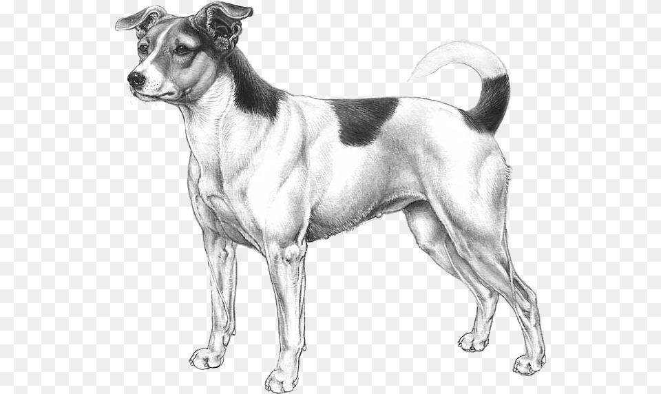 White Dog, Animal, Canine, Mammal, Pet Png Image