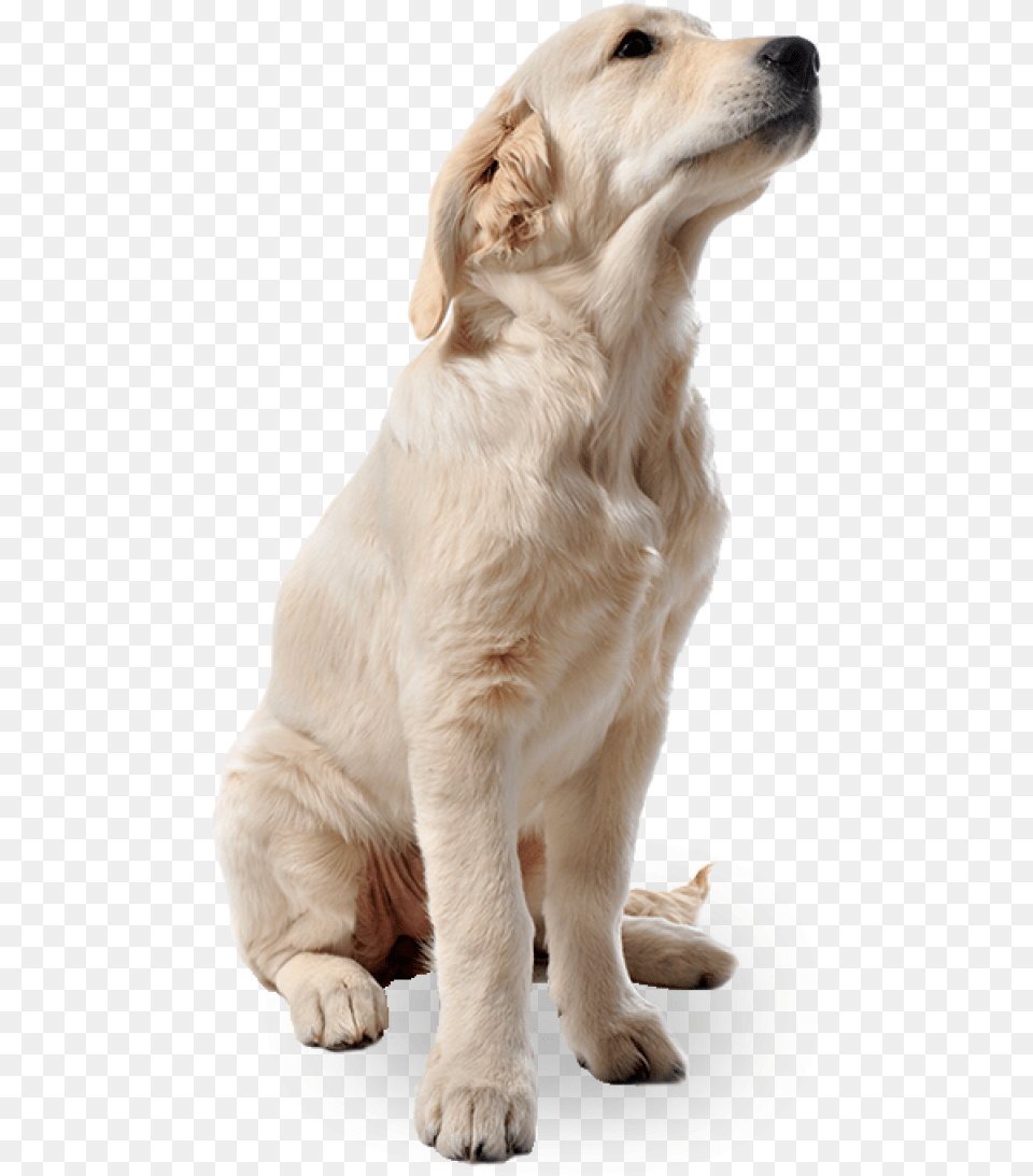 White Dog Dog Full Hd, Animal, Canine, Mammal, Pet Free Transparent Png