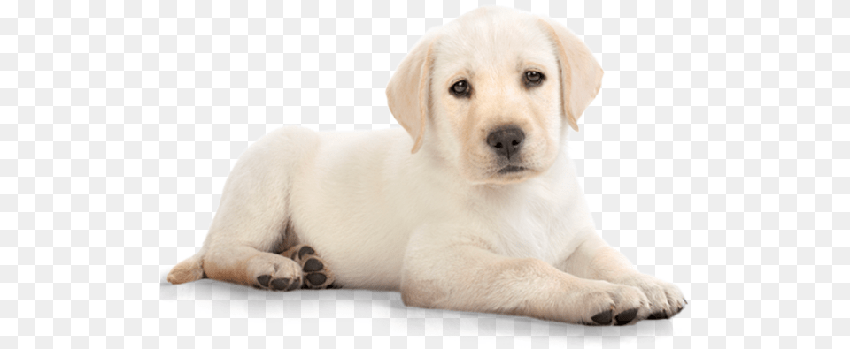White Dog Image Dog, Animal, Canine, Mammal, Pet Free Png